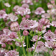 Astrantia major GM P9