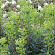 Euphorbia 'Forescate' GM P9