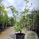 Parrotia persica 175-200 cm container meerstammig