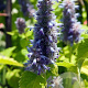 Agastache rugosa 'Golden Jubilee' GM P9