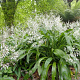 Arthropodium cirrhatum GM P9