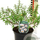Cistus florentinus GM 2,5L