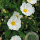 Cistus hybridus GM 2,5L