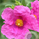 Cistus pulverulentus GM 2,5L