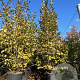 Corylus avellana 250-300 cm cont. 110L