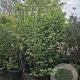 Corylus avellana 250-300 cm cont. 110L