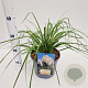 Cortaderia selloana gm 4,0L