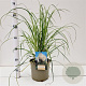Cortaderia selloana gm 4,0L