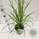 Cortaderia selloana gm 4,0L