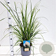 Cortaderia selloana gm 4,0L