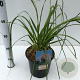 Cortaderia s. 'Rosea' gm 4,0L