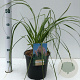 Cortaderia s. 'Rosea' gm 4,0L