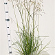 Deschampsia cesp. 'Goldschleier' gm 4,0L