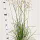 Deschampsia cesp. 'Goldschleier' gm 4,0L