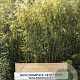 Deschampsia cesp. 'Goldschleier' gm 4,0L