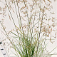 Deschampsia cesp. 'Goldschleier' gm 4,0L