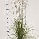 Deschampsia cesp. 'Goldschleier' gm 4,0L