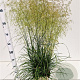 Deschampsia cesp. 'Goldtau' gm 4,0L