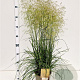 Deschampsia cesp. 'Goldtau' gm 4,0L