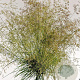 Deschampsia cesp. 'Goldtau' gm 4,0L