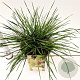 Deschampsia cesp. 'Palava' gm 4,0L