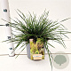 Deschampsia cesp. 'Palava' gm 4,0L