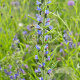 Echium vulgare GM P9