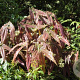 Epimedium wush. 'Spiny Leaved' GM P9