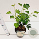 Hedera hel. 'Arborescens' 25-30 cm 2,5L