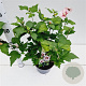 Hibiscus syr. 'Hamabo' 40-50 cm 3,0L