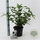 Hibiscus syr. 'Hamabo' 40-50 cm 3,0L