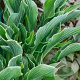 Hosta 'Praying Hands' GM P9
