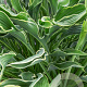 Hosta 'Praying Hands' GM P9