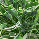 Hosta 'Praying Hands' GM P9
