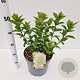 Hydrangea pan. 'Limelight' 30-40 cm 7,5L