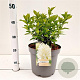 Hydrangea pan. 'Limelight' 30-40 cm 7,5L