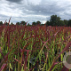 Imperata cylindrica 'Red Baron' GM P9