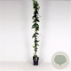 Lonicera henryi 150-175 cm 5,0L