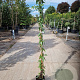 Lonicera henryi 150-175 cm 5,0L
