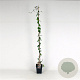 Lonicera periclymenum 150-175 cm 5,0L