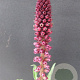 Lysimachia atropurpurea GM P9