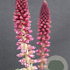 Lysimachia atropurpurea GM P9