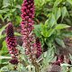 Lysimachia atropurpurea GM P9