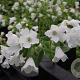 Pulmonaria off. 'Sissinghurst White GM P9