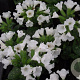 Pulmonaria off. 'Sissinghurst White GM P9