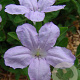 Ruellia humilis GM P9