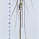 Salix caprea 'Kilmarnock' 180 cm stam 7,5L