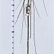 Salix caprea 'Kilmarnock' 180 cm stam 7,5L