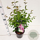 Syringa microphylla 'Superba' 40-50 cm 4,5L