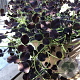 Trifolium repens Dark Debbie GM P9